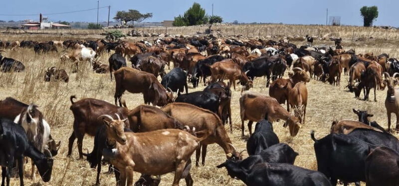 Kos: Traditional Cheese-Making Workshop in Kefalos - What Reviewers Say