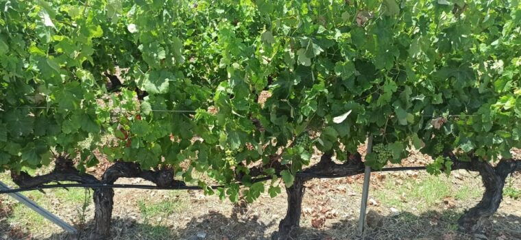 kos-wineries-tour-w-wine-tastings-transportation