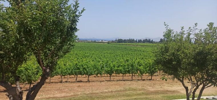 kos-wineries-tour-w-wine-tastings-transportation
