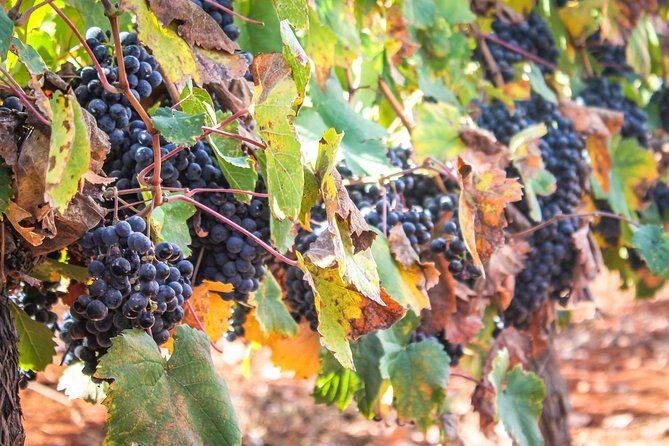 kosher Israel wine tour - Exploring the Heritage and Vines: What Makes This Tour Special?