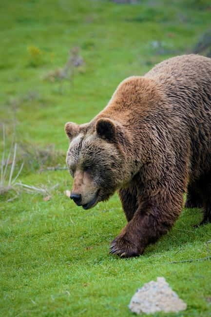 Kosovo: Bear Sanctuary Prishtina, (guided tour & shuttle) - Kosovo: Bear Sanctuary Prishtina, (guided tour & shuttle)