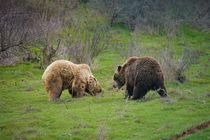 Kosovo: Bear Sanctuary Prishtina, (guided tour & shuttle) - Who Will Love This Tour?