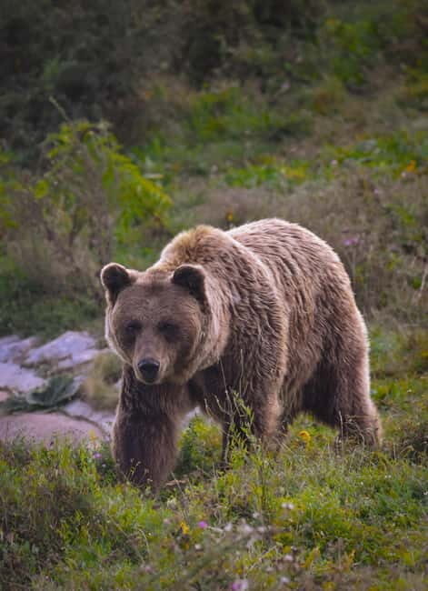 Kosovo: Bear Sanctuary Prishtina, (guided tour & shuttle) - FAQs about Kosovo’s Bear Sanctuary Tour