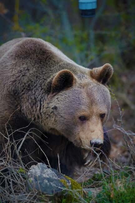 Kosovo: Bear Sanctuary Prishtina, (guided tour & shuttle) - Final Thoughts