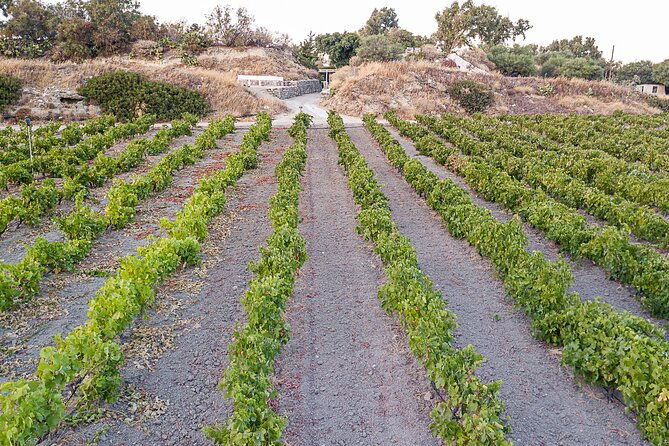 kostantakis-winery-milos-island-wine-tasting-experience