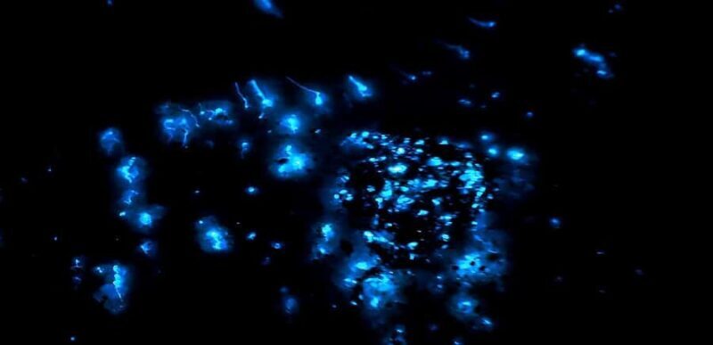 Kota Kinabalu: 1-Day Mengalum Isle & Mengkabong River Cruise - FAQ