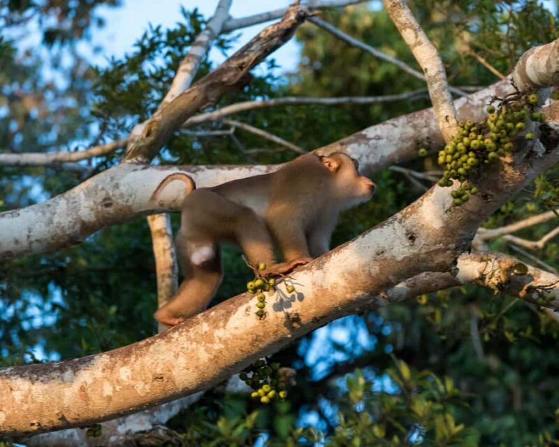 Kota Kinabalu: 5-in-1 Kinabalu View, Fire Show, Blue Tear - Key Points