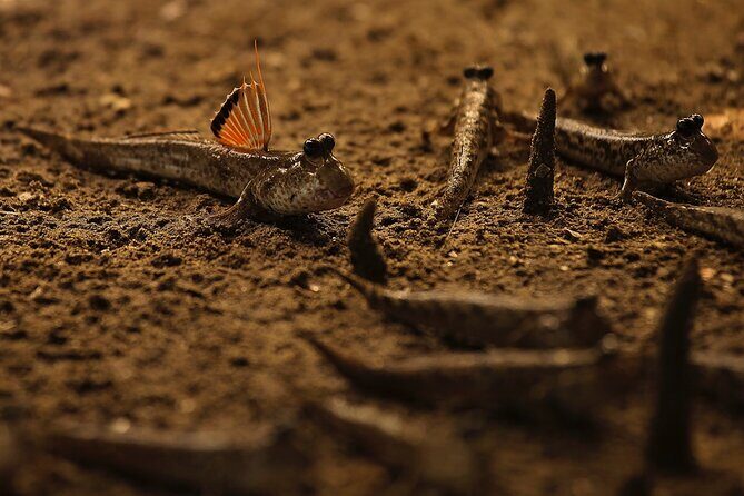 Kota Kinabalu: Beringgis Mangove Fireflies, Sunset Tour & Dinner - An In-Depth Look at the Tour Experience