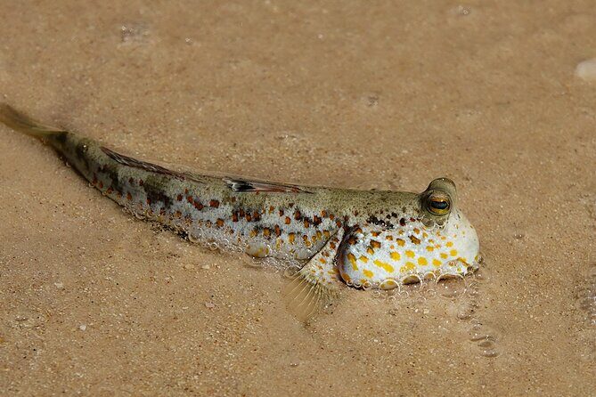 Kota Kinabalu: Beringgis Mangove Fireflies, Sunset Tour & Dinner - FAQs