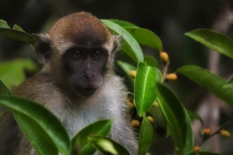 Kota Kinabalu: Bongawan Tour Private, Share or Entry Ticket - Authentic Experiences Backed by Reviews