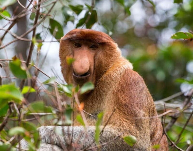 Kota Kinabalu City & Bongawan River Cruise Day Tour Package - Who Would Love This Tour?