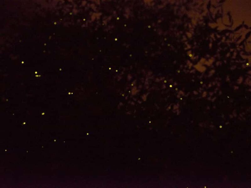 Kota Kinabalu: Klias River Cruise with Dinner and Fireflies - Key Points