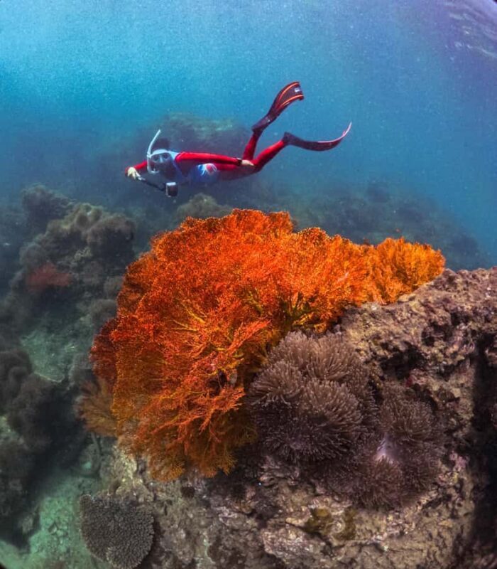 Krabi: 4-Island Freediving Day Tour with Lunch & Photos - Practical Details and Value