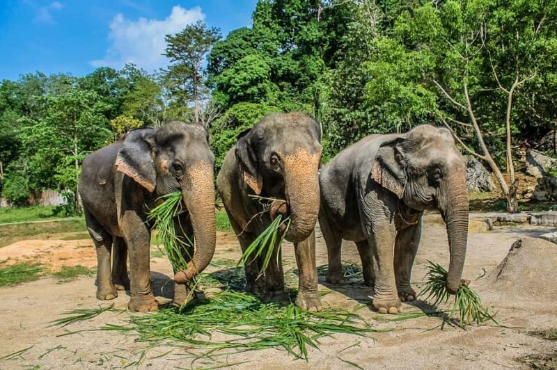 Krabi: Ao Nang Elephant Sanctuary Tour - FAQs
