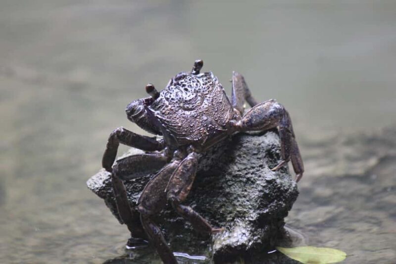 Krabi: Aoluek Birdwatching, Caves, and River Tour - Key Points