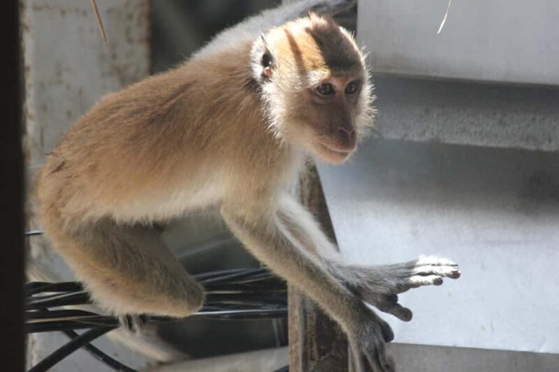 Krabi: Aoluek Birdwatching, Caves, and River Tour - An In-Depth Look at What to Expect