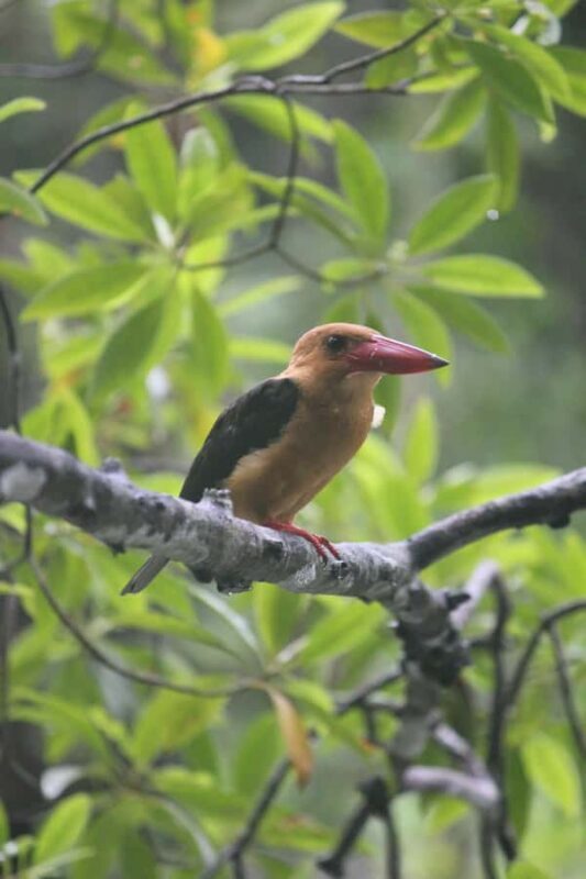 Krabi: Aoluek Birdwatching, Caves, and River Tour - Supporting Local Communities & Eco-Tourism