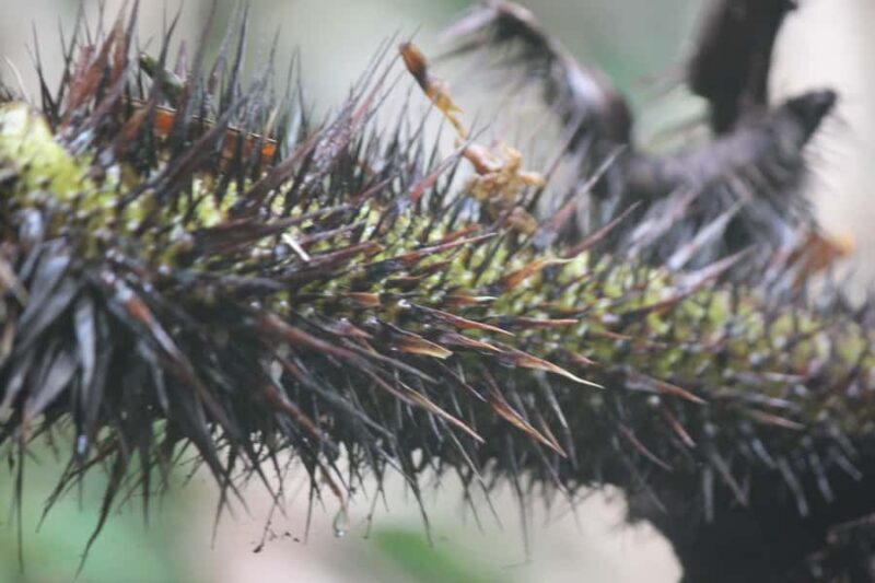 Krabi: Aoluek Birdwatching, Caves, and River Tour - Practical Details & How It Fits Your Travel Style