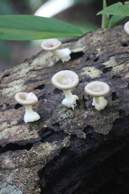 Krabi: Aoluek Birdwatching, Caves, and River Tour - Authentic Insights from Guest Reviews