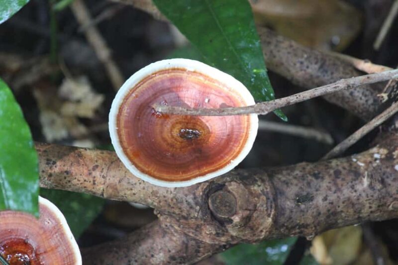 Krabi: Aoluek Birdwatching, Caves, and River Tour - The Sum Up