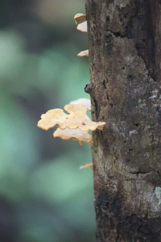 Krabi: Aoluek Birdwatching, Caves, and River Tour - FAQ