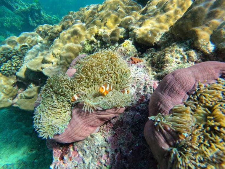 krabi-aonang-koh-rok-koh-haa-snorkelling-day-trip-lunch