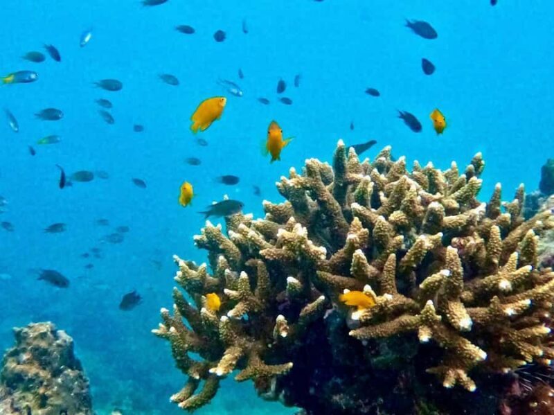 Krabi: Beat the Rush Early Bird 7 Islands & Railay Longtail - Key Points