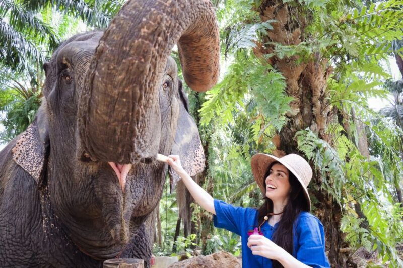 krabi-elephant-bathing-session-at-krabi-elephant-shelter