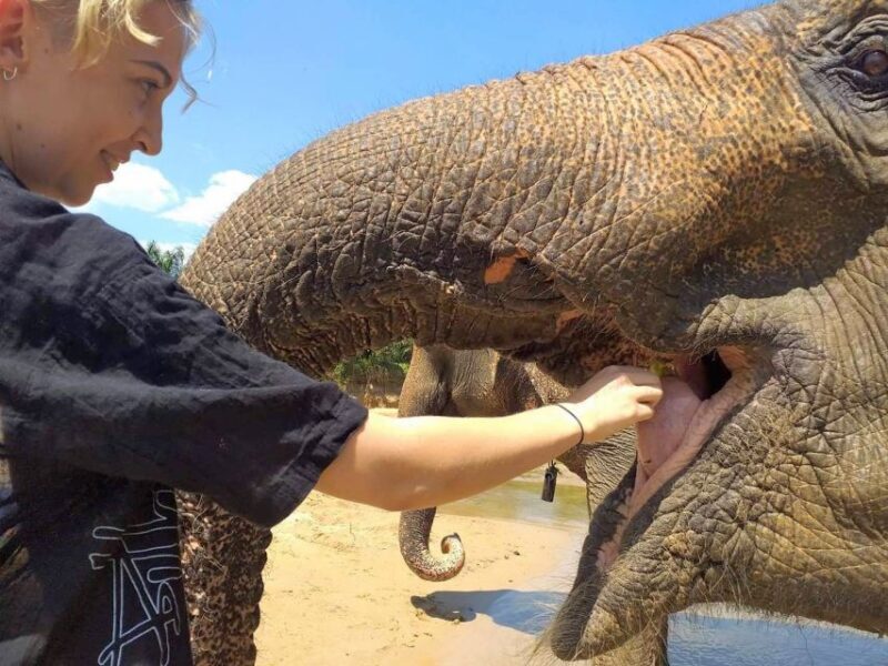 Krabi: Elephant Care House Guided Tour with Hotel Transfers - Key Points