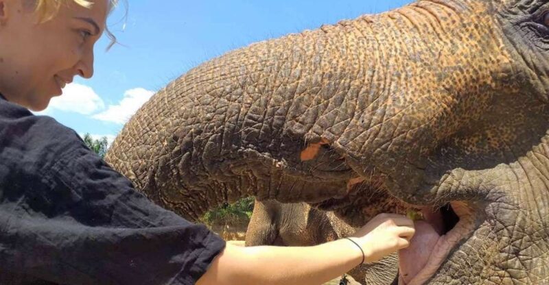 Krabi: Elephant Care House Guided Tour with Hotel Transfers - An Honest Look at the Tour Itself