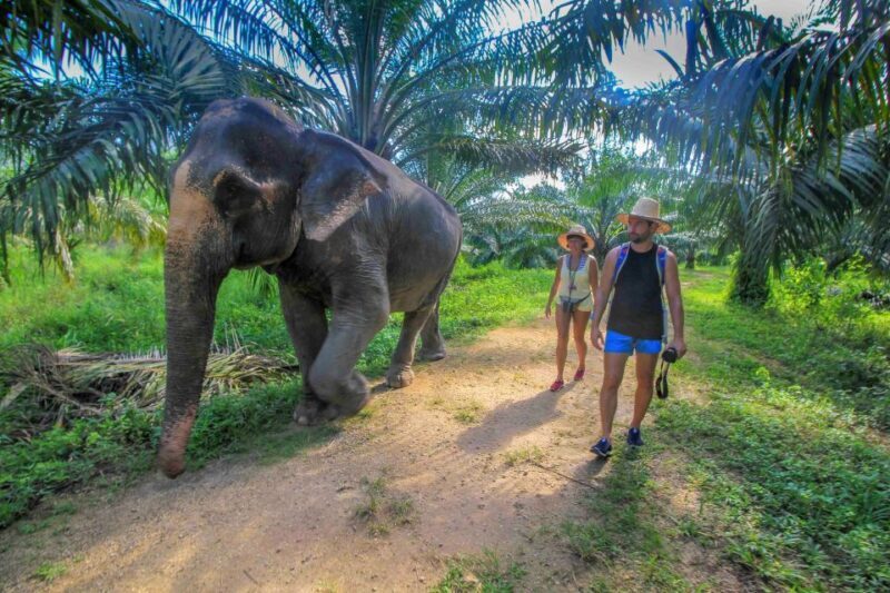 Krabi: Elephant Care House Guided Tour with Hotel Transfers - Final Thoughts