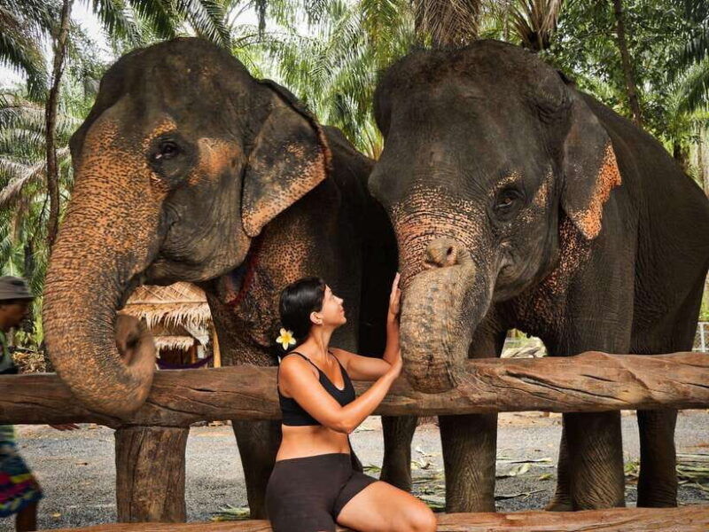 krabi-elephant-feeding-program