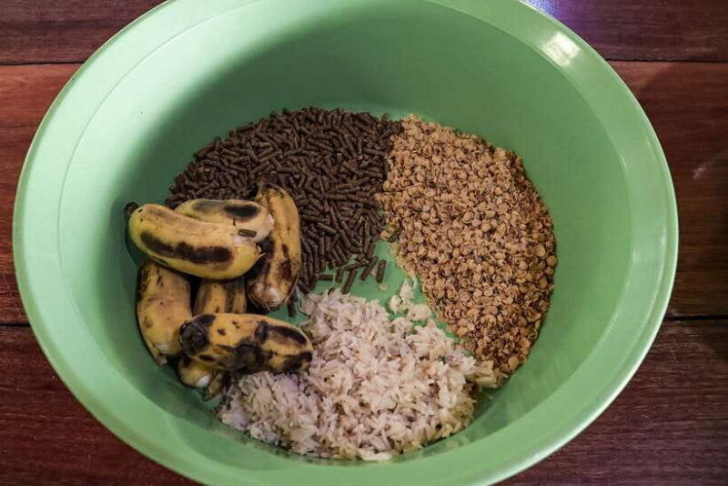 krabi-elephant-feeding-program