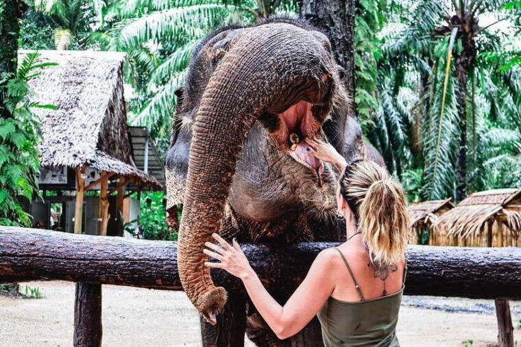 Krabi: Elephant Feeding Program - Planning Your Visit