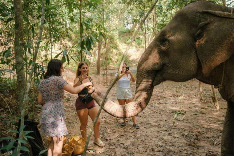 krabi-elephant-sanctuary-near-ao-nang-visit