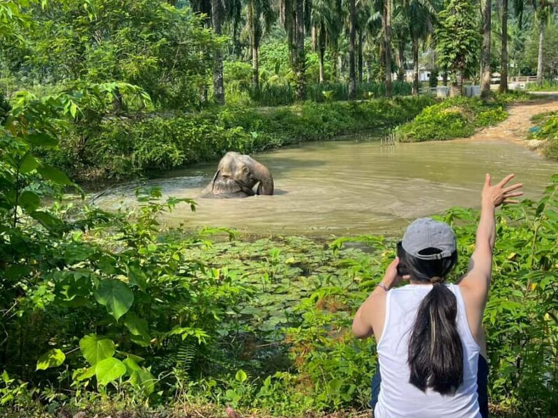 Krabi: Elephant Sanctuary Tour - Feeding & Painting Activity - Deep Dive: The Experience Breakdown