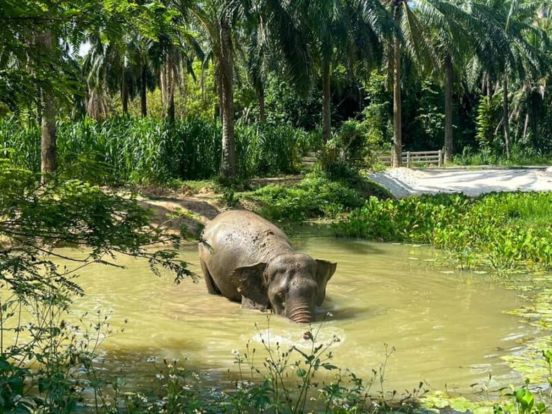 Krabi: Elephant Sanctuary Tour - Feeding & Painting Activity - Authenticity & Ethical Focus