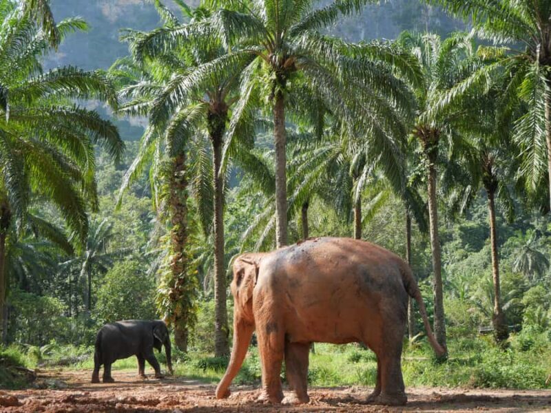 Krabi: Elephant Sanctuary Tour - Feeding & Painting Activity - FAQ: Common Questions Answered