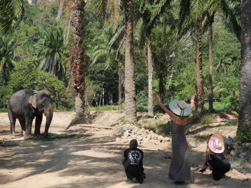 Krabi: Elephant Sanctuary Tour - Feeding & Painting Activity - Final Thoughts: Who Will Love This Tour?