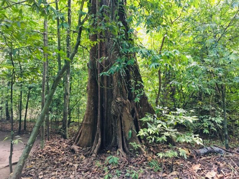 krabi-emerald-pool-and-hot-springs-waterfall-half-day-trip