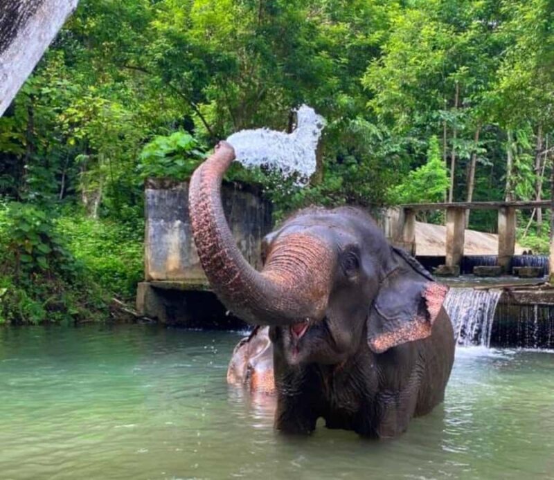 Krabi: Ethical Elephant Care Experience with Hotel Transfer - Key Points