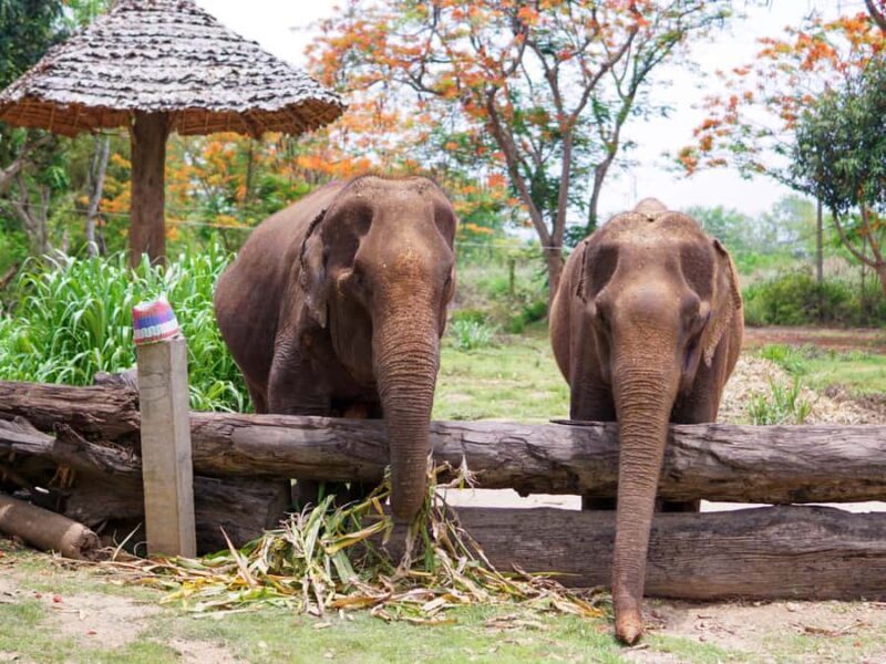 Krabi: Ethical Elephant Care Experience with Hotel Transfer - What’s Included and How It Works