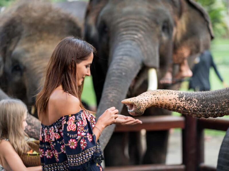 Krabi: Ethical Elephant Care Experience with Hotel Transfer - The Experience Itself: Activities and Atmosphere