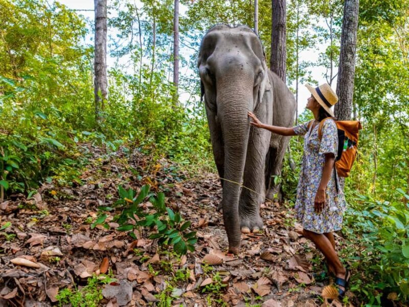 Krabi: Ethical Elephant Care Experience with Hotel Transfer - What Do the Reviews Say?