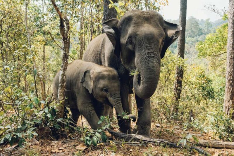 Krabi: Ethical Elephant Care Experience with Hotel Transfer - Practical Details: Timing, Cost, and Comfort