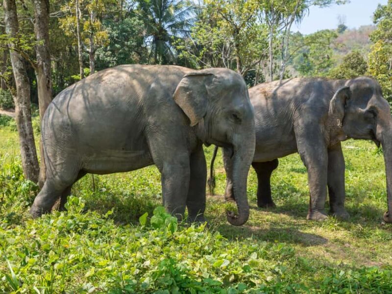 Krabi: Ethical Elephant Care Experience with Hotel Transfer - Final Thoughts: Who Will Love This Tour?