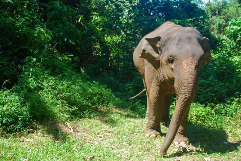 Krabi: Ethical Elephant Sanctuary Experience - The Sum Up: Who Is This Tour Best For?