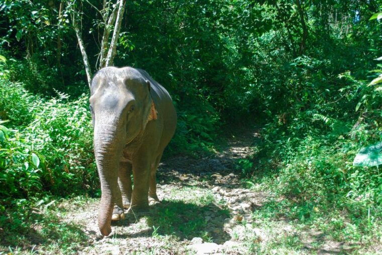 krabi-ethical-elephant-sanctuary-experience