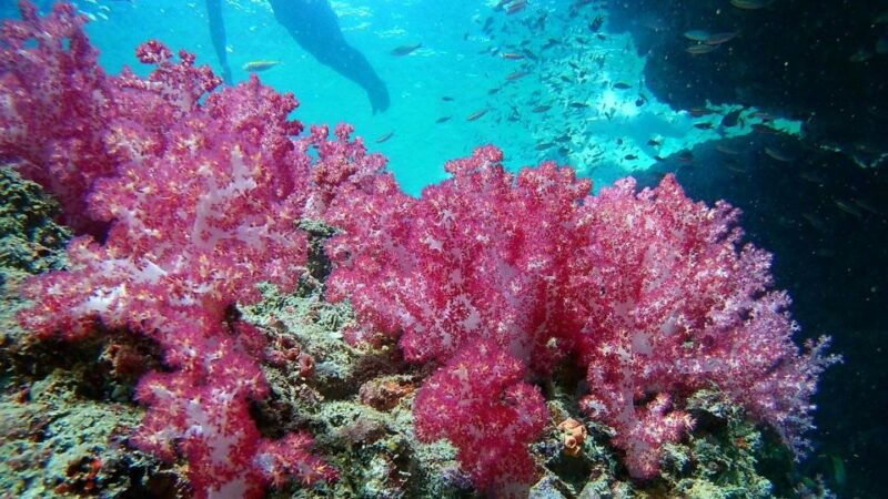 krabi-freediving-and-snorkeling-at-yawasam-and-talu-island