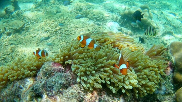 krabi-freediving-and-snorkeling-at-yawasam-and-talu-island